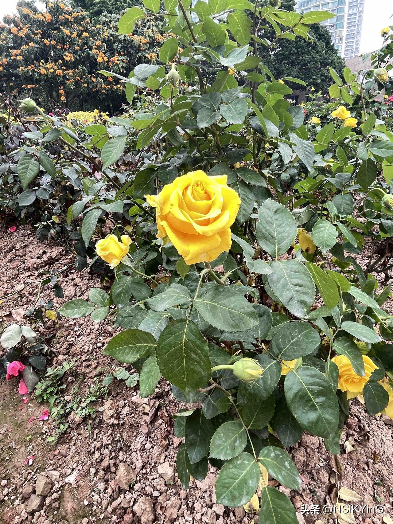 今日份的甜，正在派送中，请注意查收。