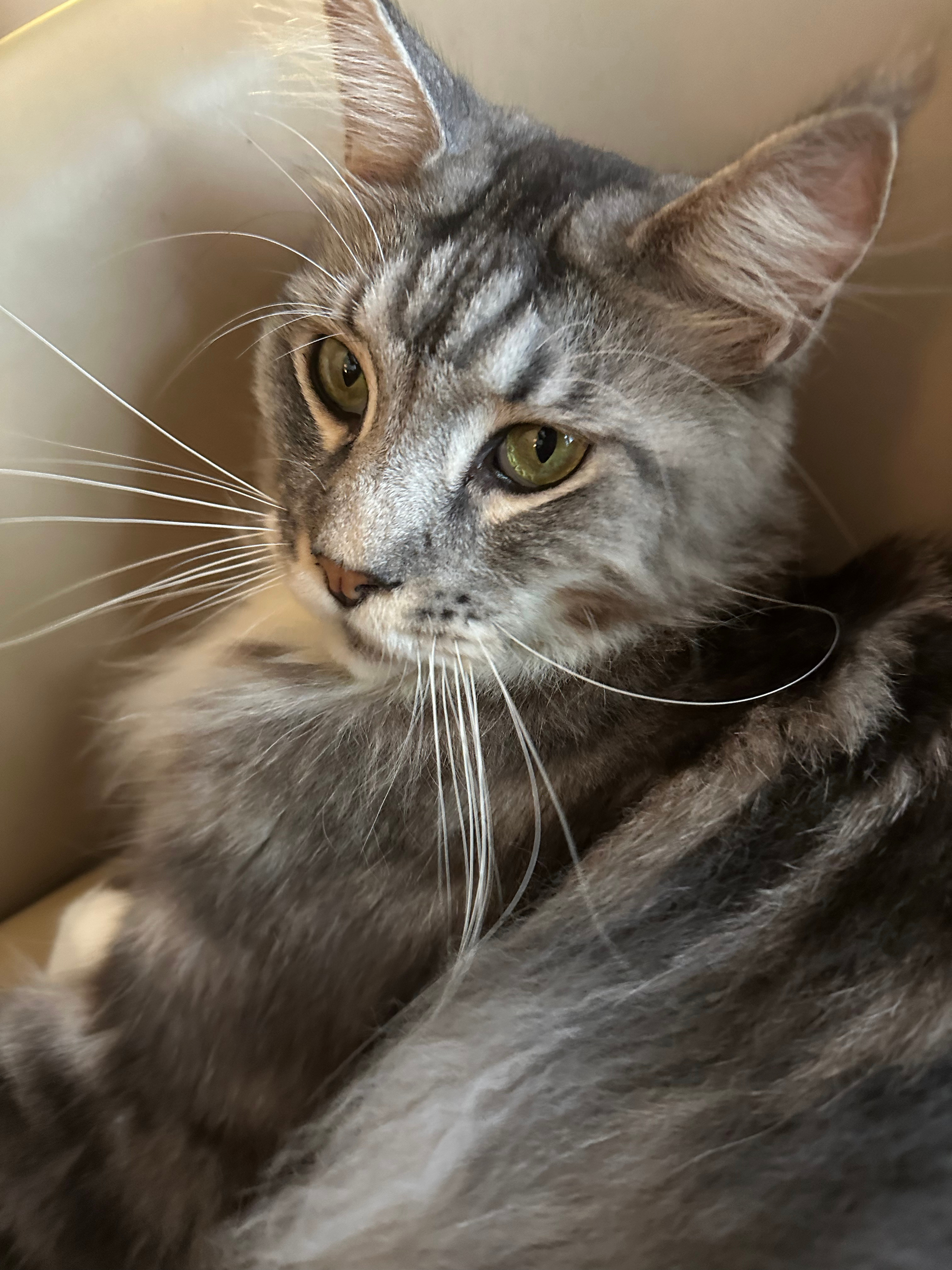 参见猫猫大王 