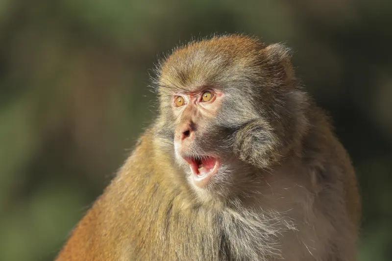 10月17日广西南宁，一只猕猴突然出现在小区里，“飞檐走壁”引来众多居民围观，还