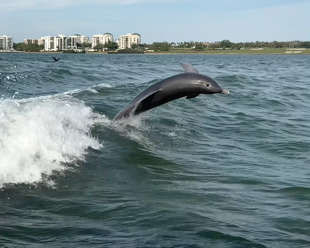 想带佛罗里达的太阳回纽约 美国·tampa