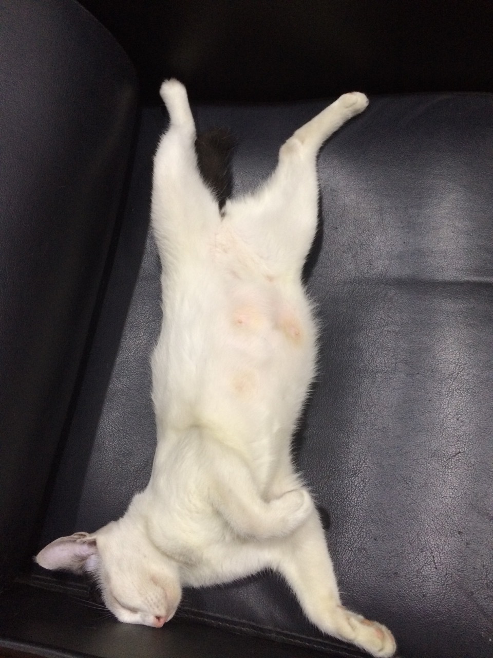 生活手记  猫猫睡得好香好舒服哇 