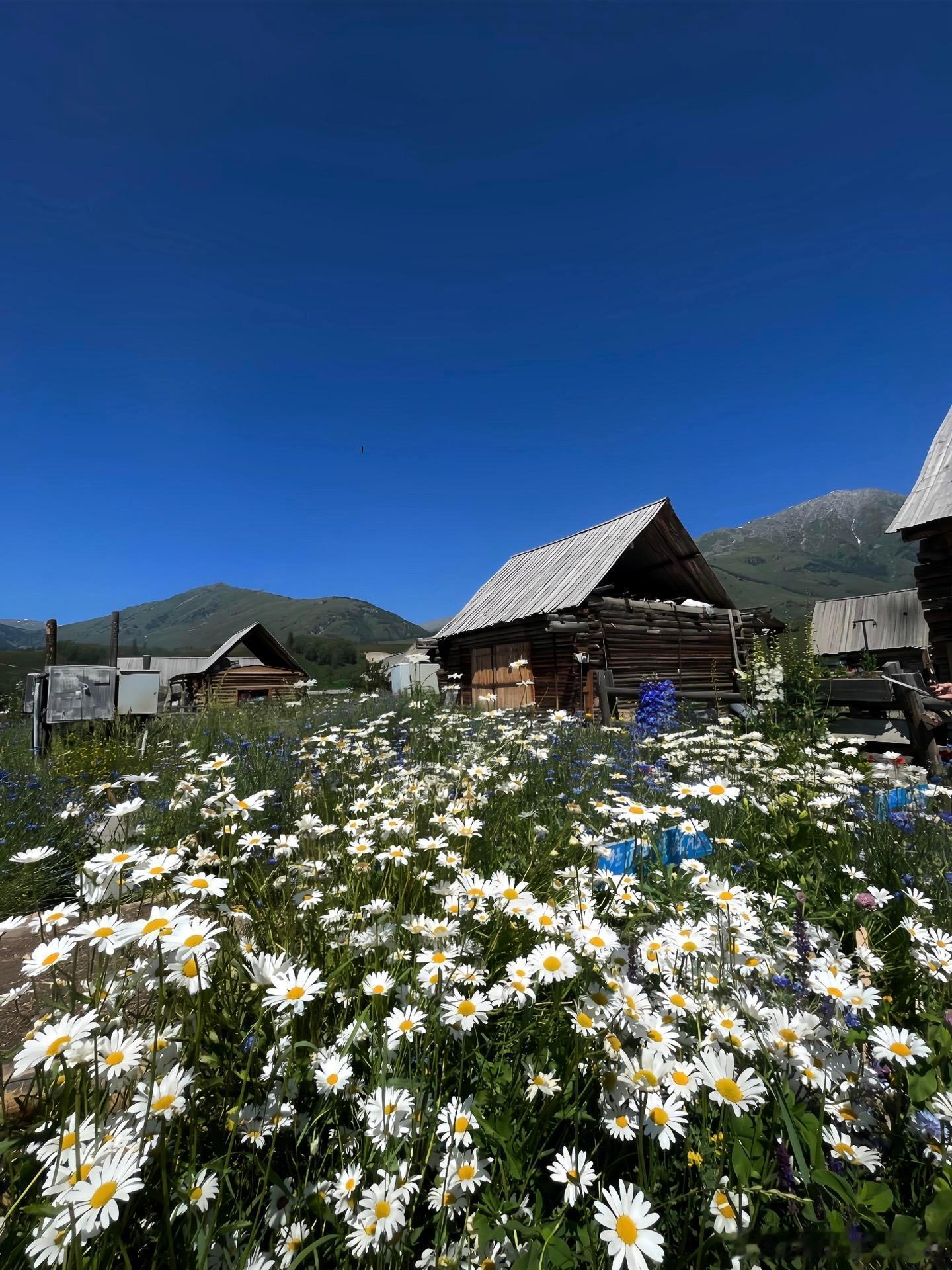 《我的阿勒泰》 每一帧都是壁纸 ​​​