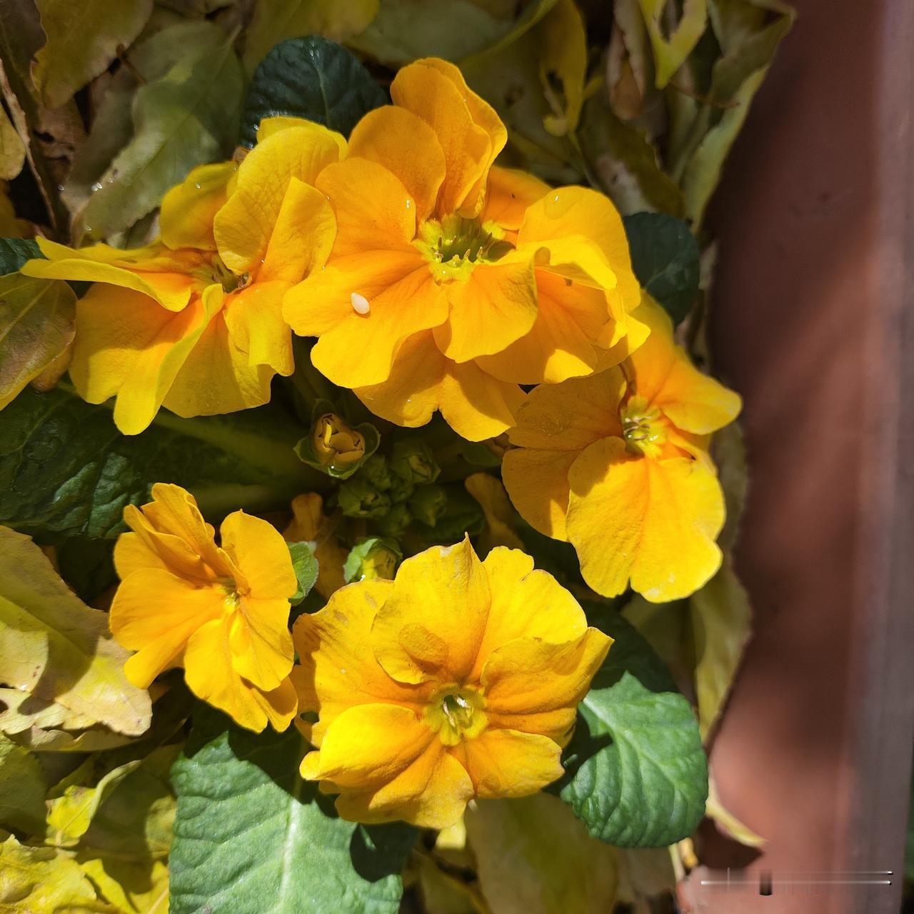 在花儿身上也看到了护你周全！

院子里的两株小花，
一直茂盛美丽地开着，
今天早