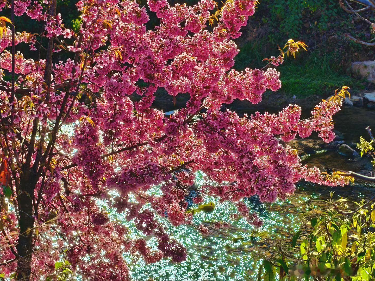 EP5:👭和🌸🌸🌸 