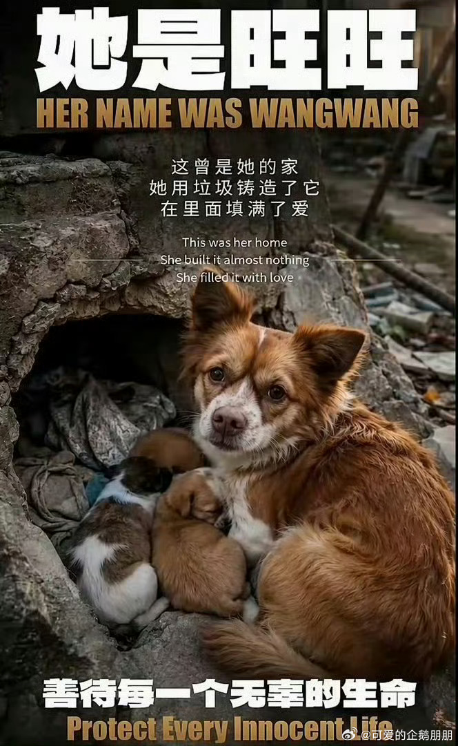 虐待动物的你们是失心疯了还是家里没人了！！就因为未满14岁吗！！！！没有后续真的