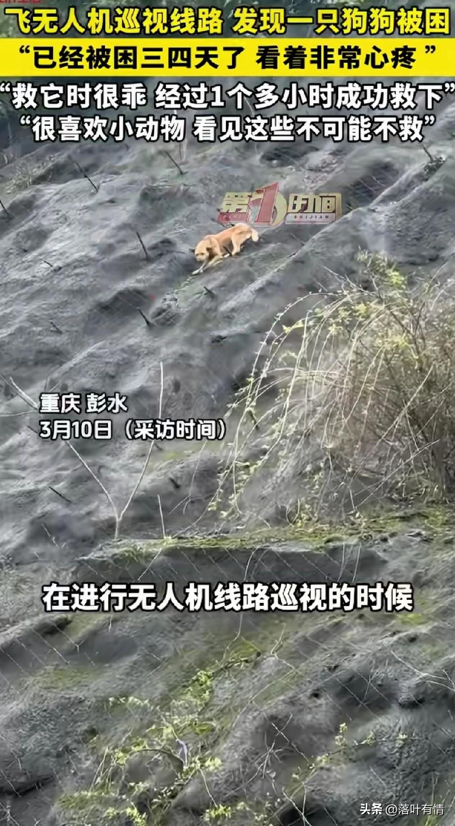 重庆彭水一只狗狗困在半山腰，
当地工作人员驾驶无人机飞行线路的时候，发现了这只狗