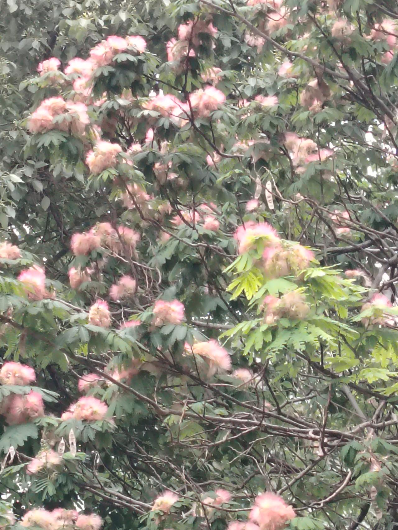 开花的树