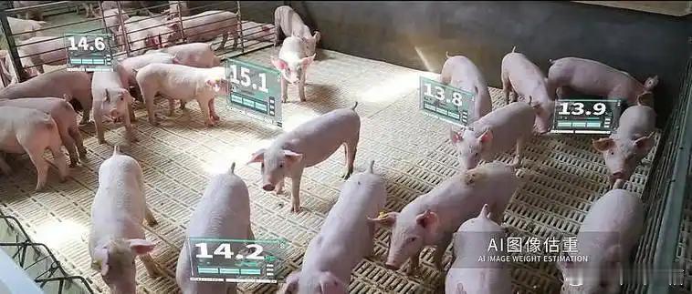 中国每天吃掉200万头猪现在的猪活得比人更精细昨天刚吃了梅菜扣肉，真香！论对吃猪