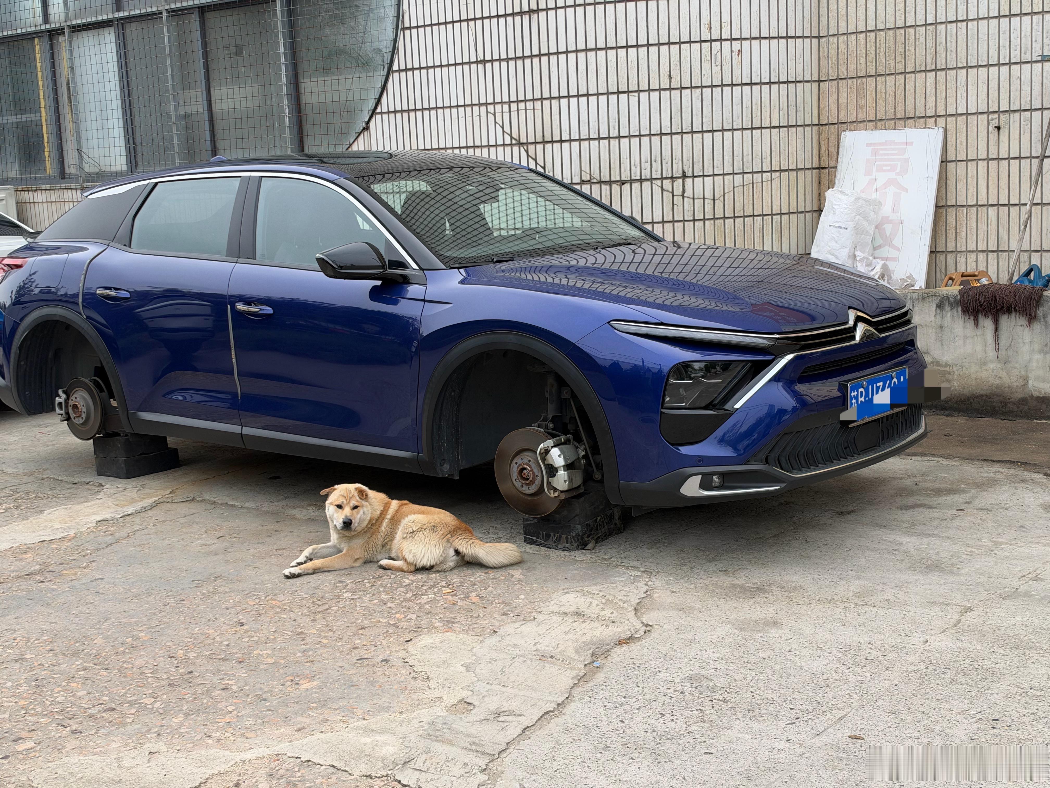 豆包除了看家本领弱了一点，其他都挺好的。轮胎被拆走了，都没带叫一声！ ​​​