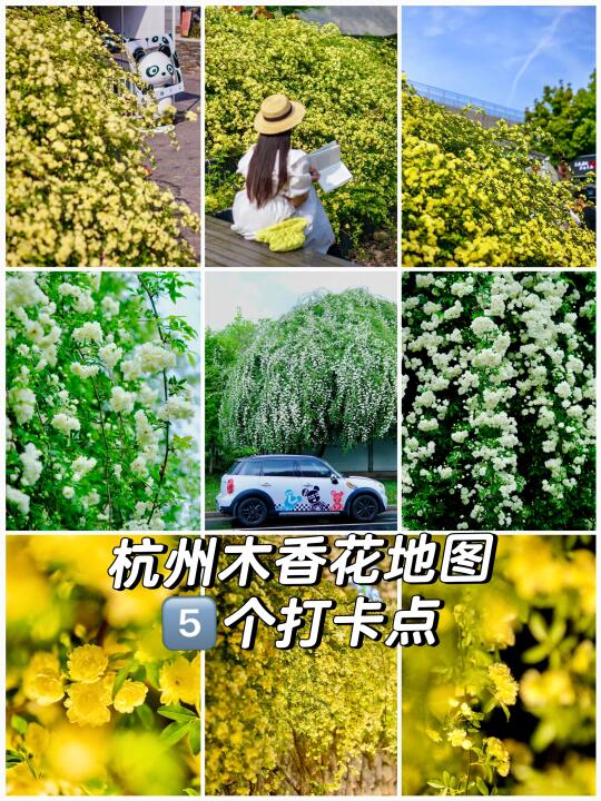 周杰伦的《七里香》已吹到杭州🌼木香花开爆❗️