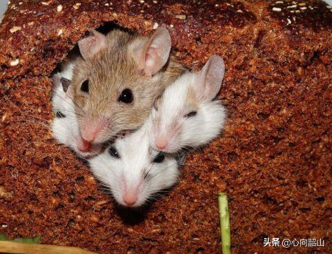 龙生龙凤生凤，老鼠的儿子生来会打洞！（个人理解：受遗传、家教的影响，有什么样的长