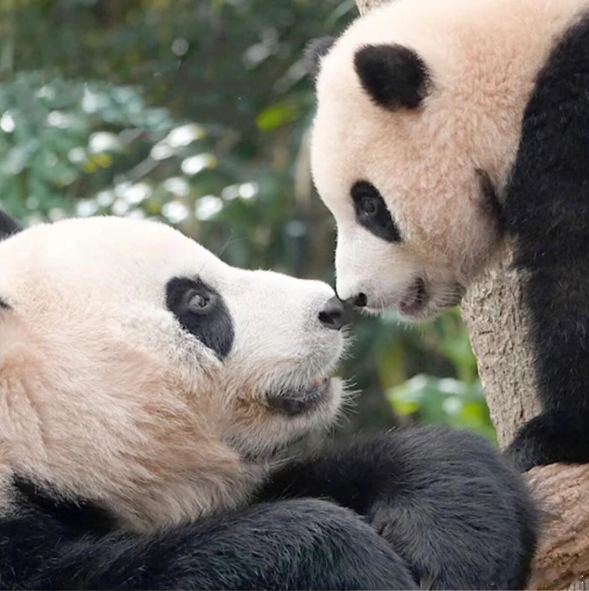 熊猫妈妈拥有世间最纯粹美好的母爱！完美的诠释了什么叫我的眼里都是你……满满的都是