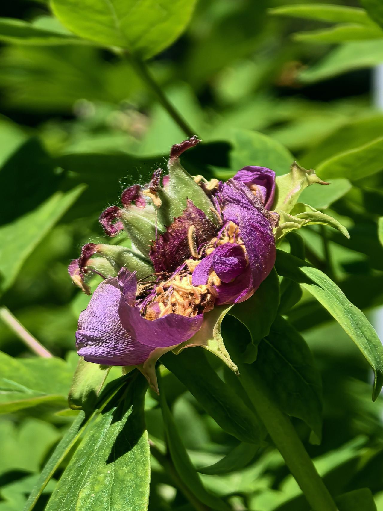 花开花谢，花开花落。牡丹落幕，芍药登场。（农科院）[呲牙]