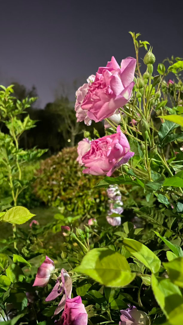 每天沉醉于花花的香氛中无法自拔 郑州·郑州市森林公园