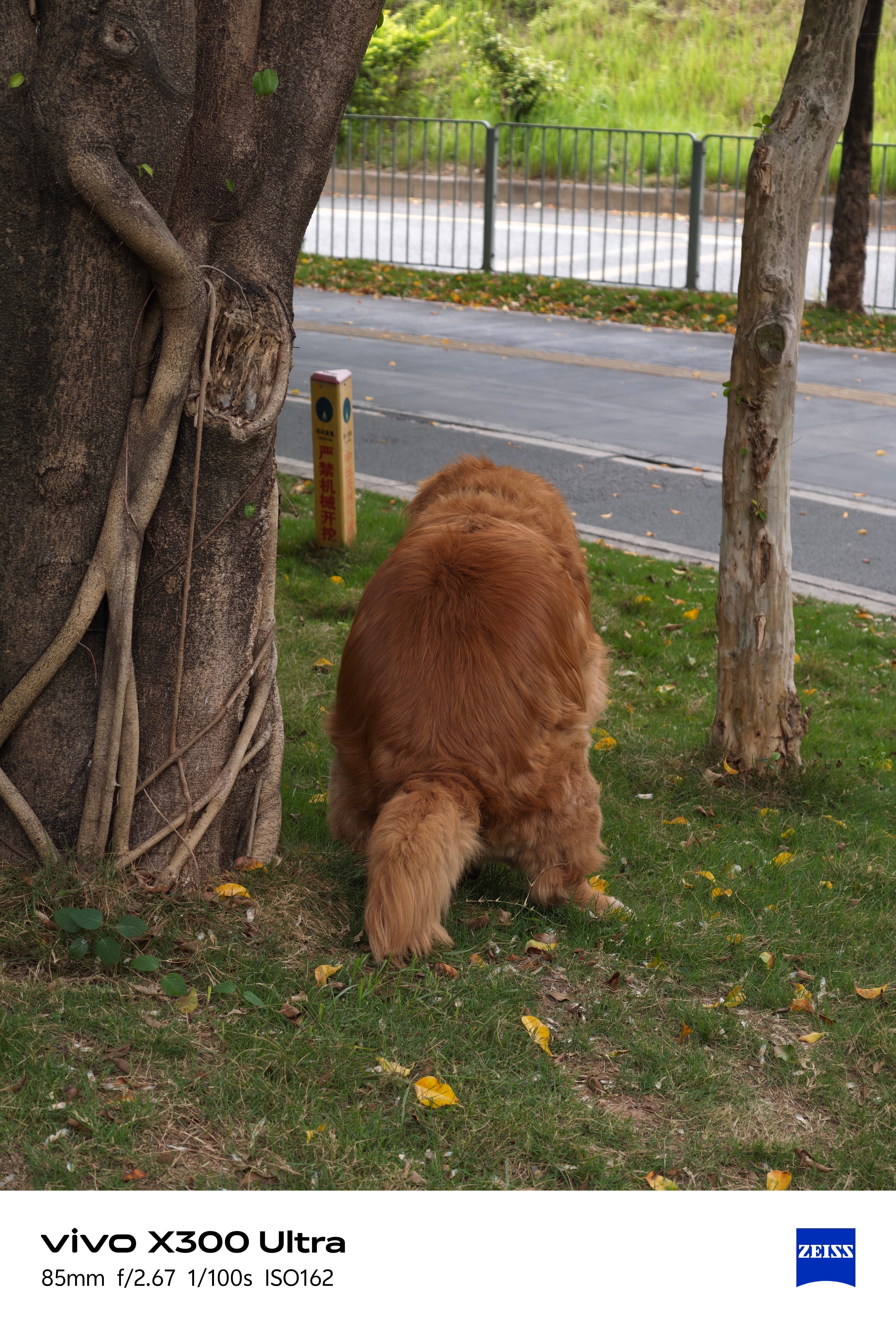 养大型犬好啊，不是在捡就是在捡的路上 