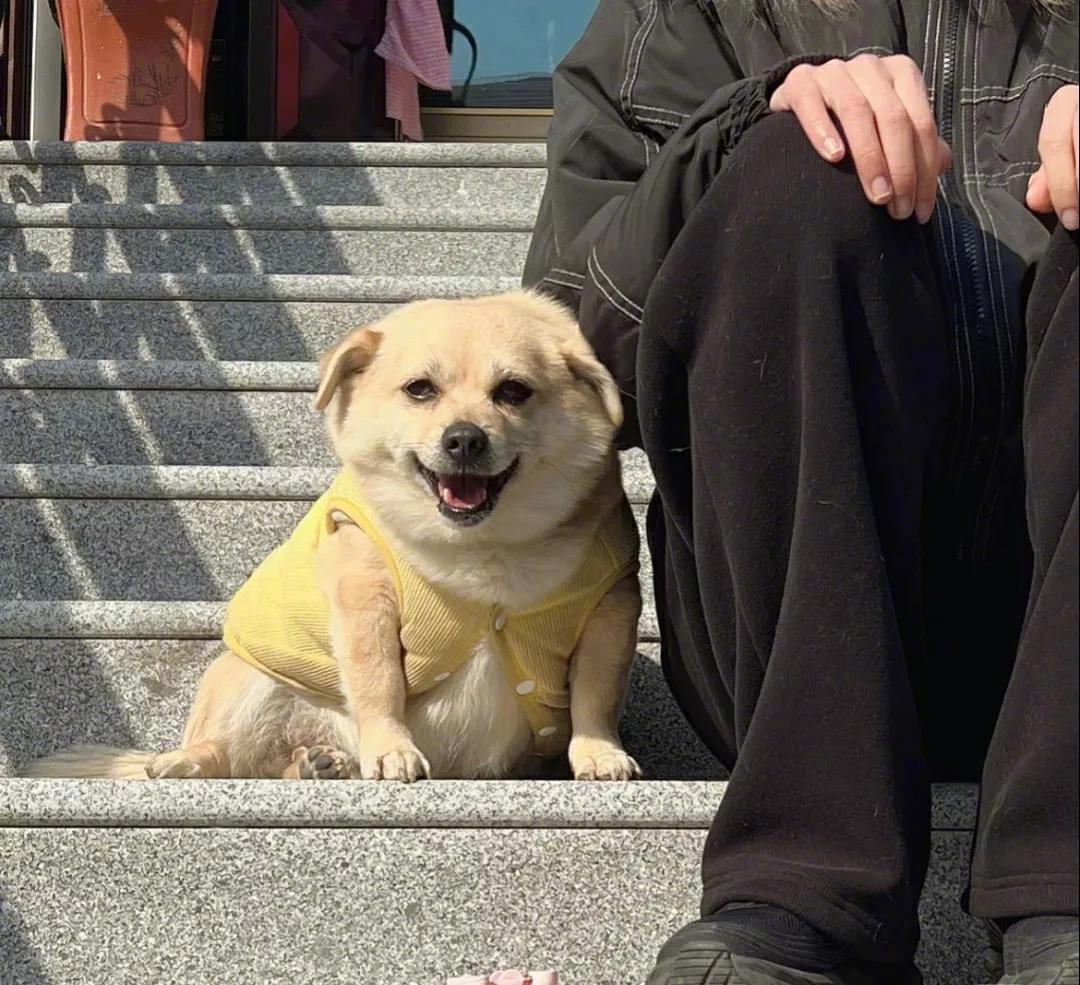 晒太阳的中华田园犬也很可爱啊！移动的煤气罐罐！