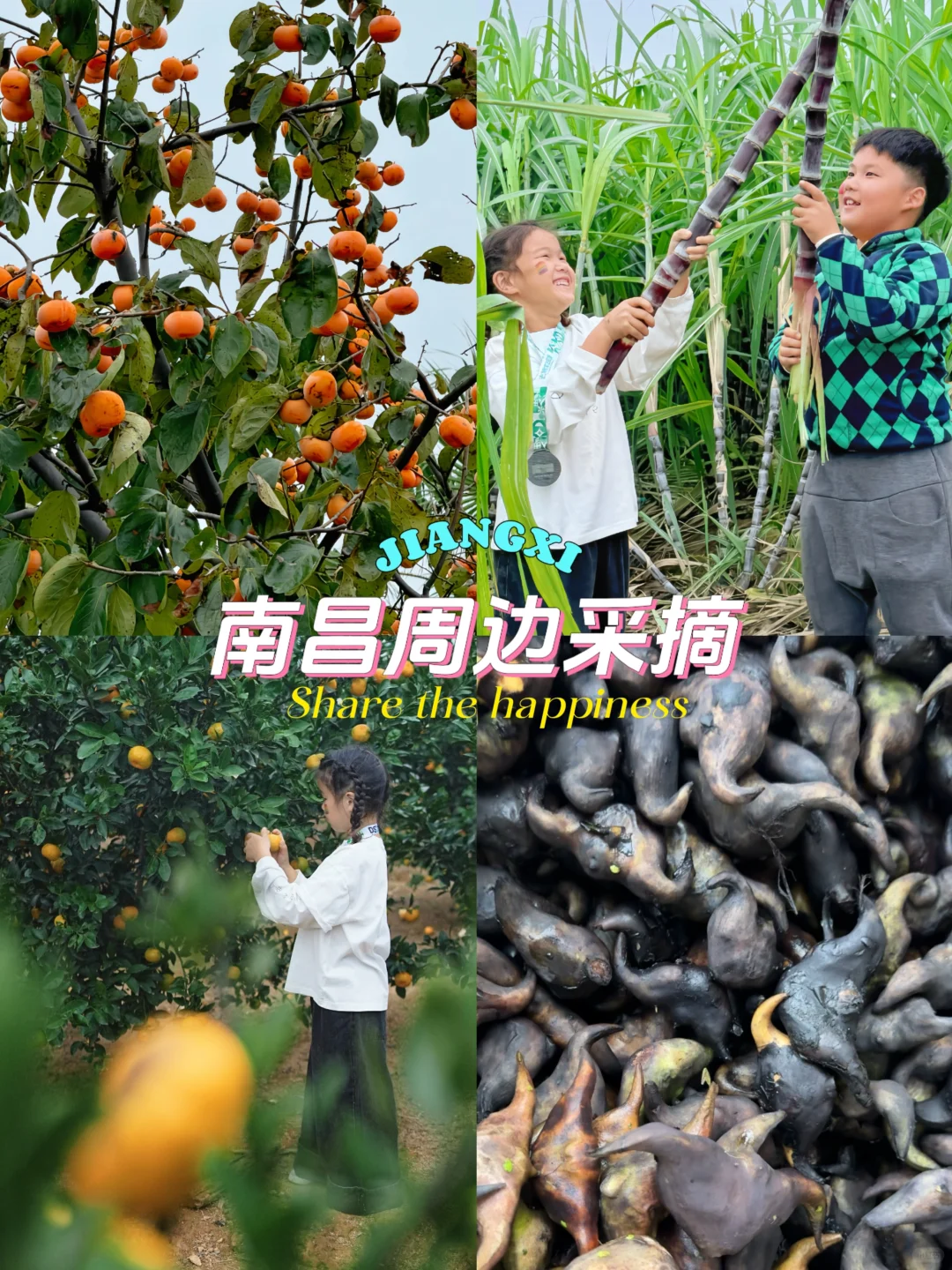 小友遛遛图鉴|南昌采摘橘子、菱角、甘蔗、柿子