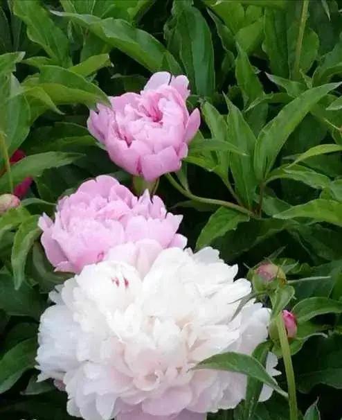 晒晒你随手拍的花朵随手拍～