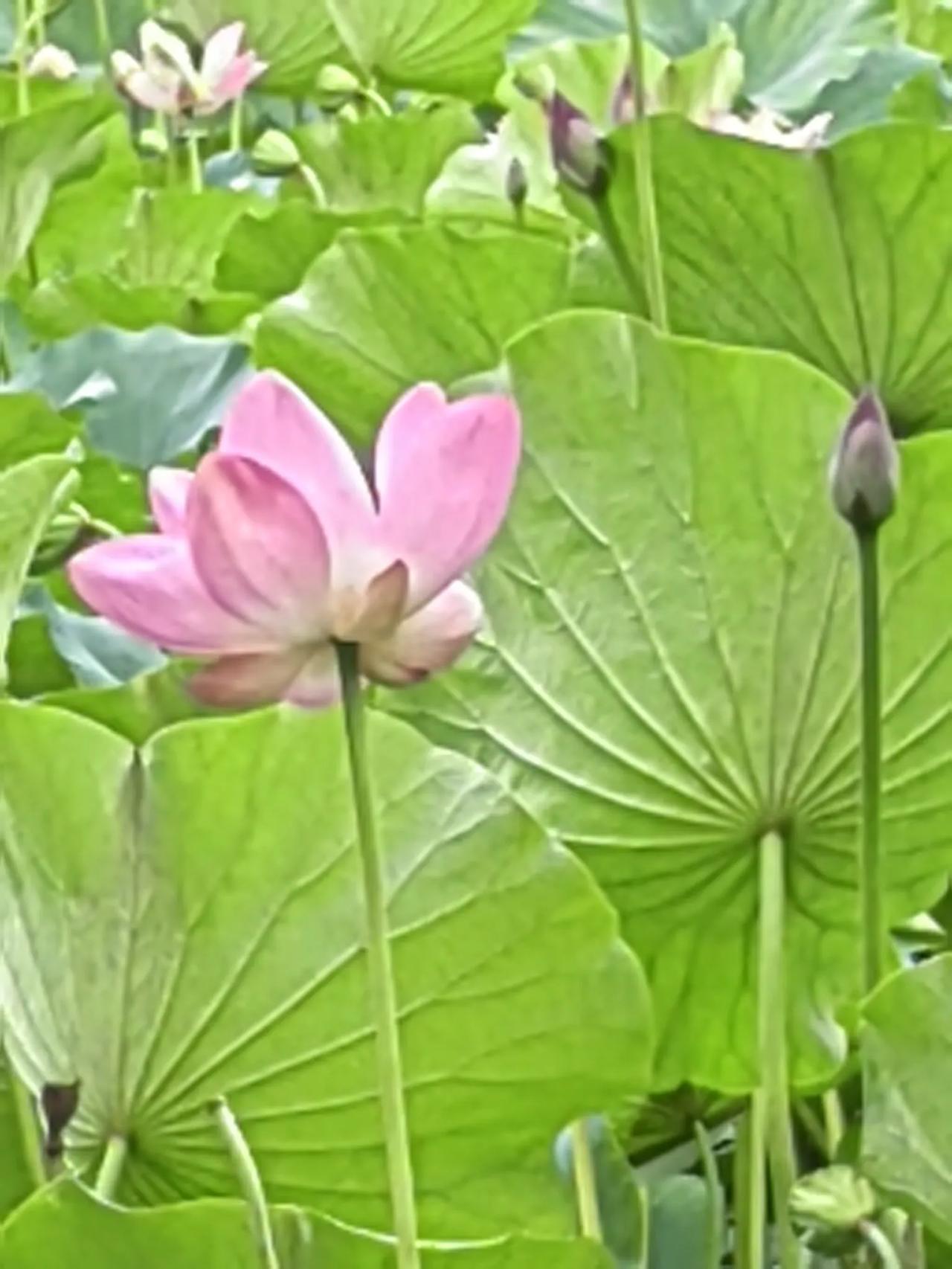 幼时，你是你，对一切都充满好奇；过去，你不是你，对复杂的社会心存芥蒂；现在，你还