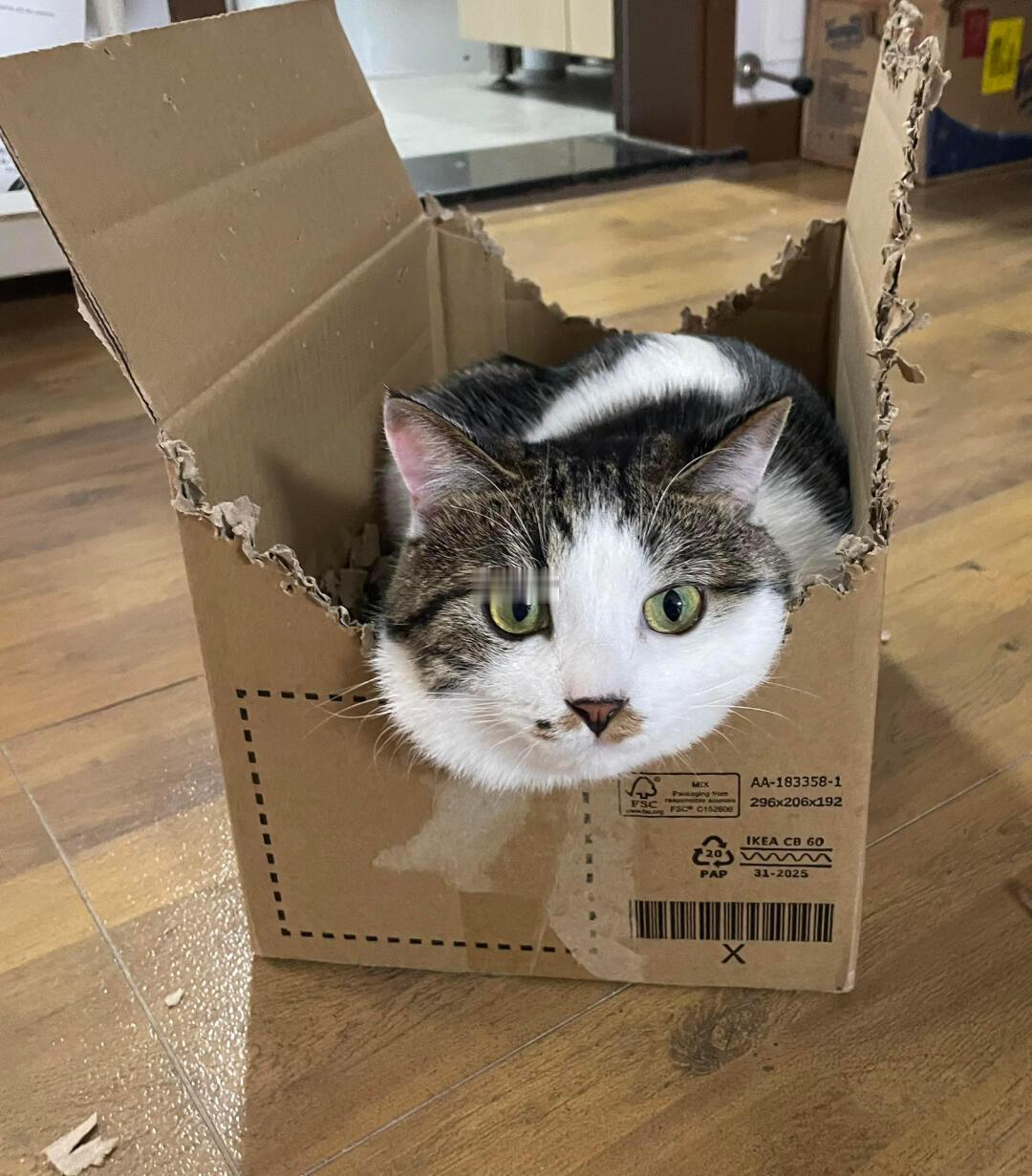 小猫给自己啃了个猫窝 猫师傅纯手工定制能拖住脖子，完美符合猫体工学[不愧是你]我