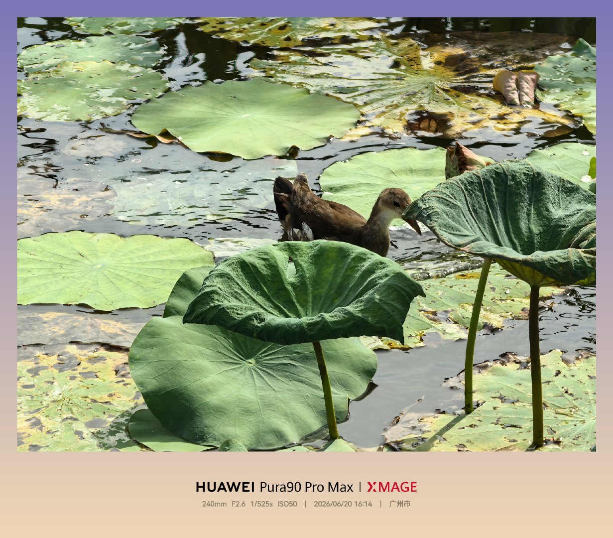 荷花 广州·东山湖公园