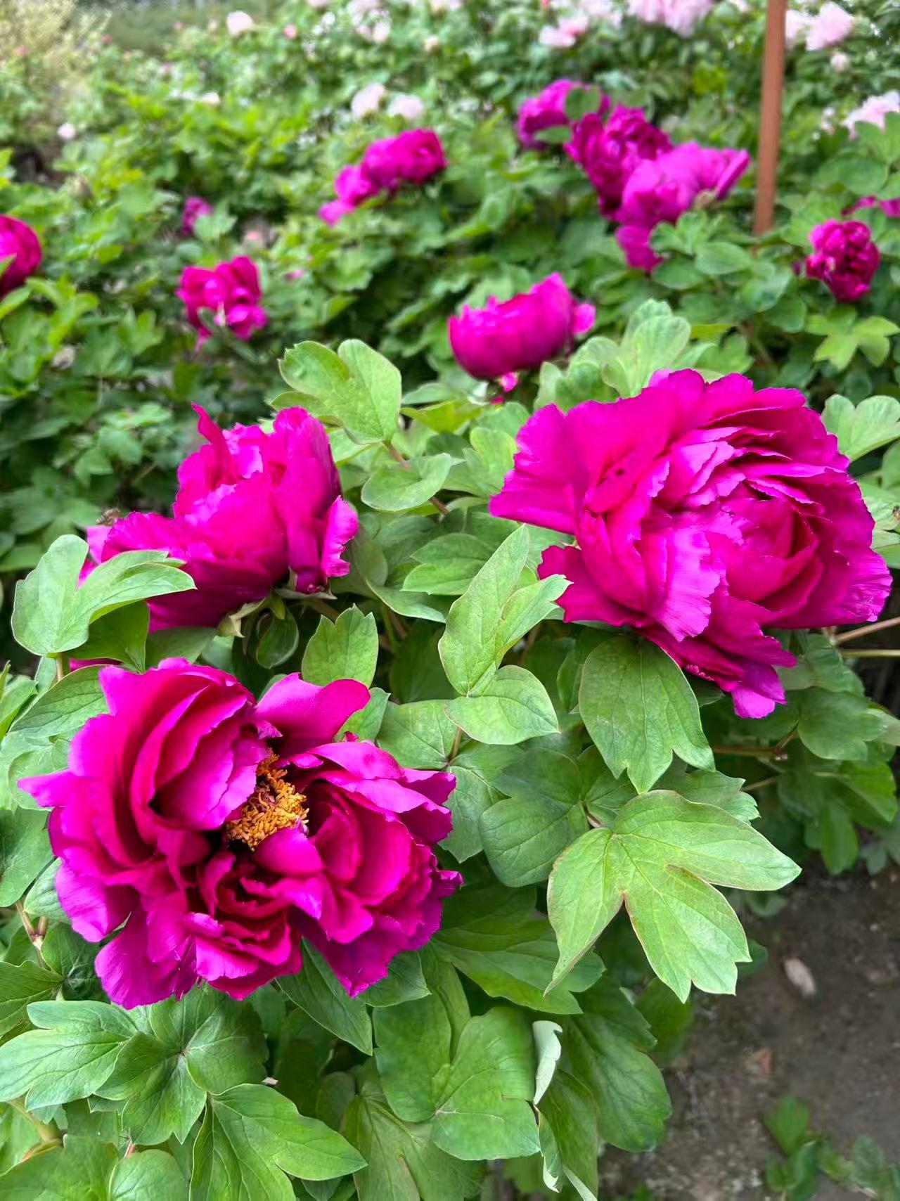 仲春四月，花开娇艳，芬芳馥郁，向阳生长，尽情绽放。