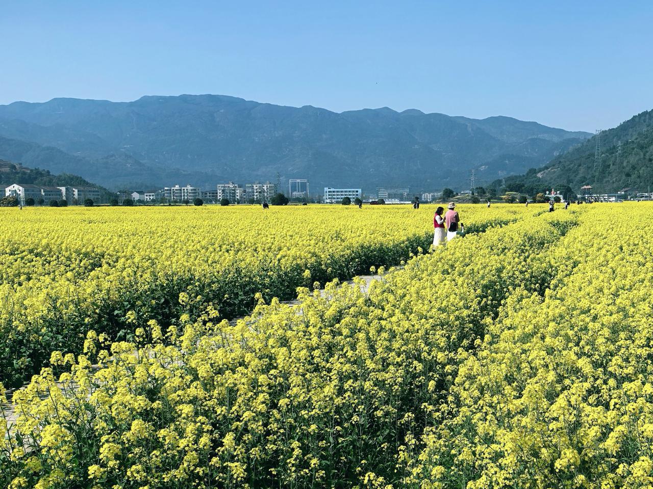 春暖花开，女神活力四射。“花心”的女神，不停滑指搜索花海。一阵“骚动”，独行或结