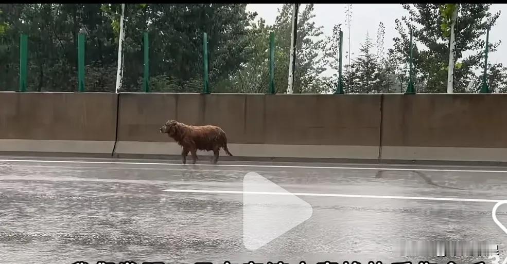 金毛在大雨里摇摇晃晃地走着，看上去随时都有倒下的可能。四周空无一人，只有一位小哥