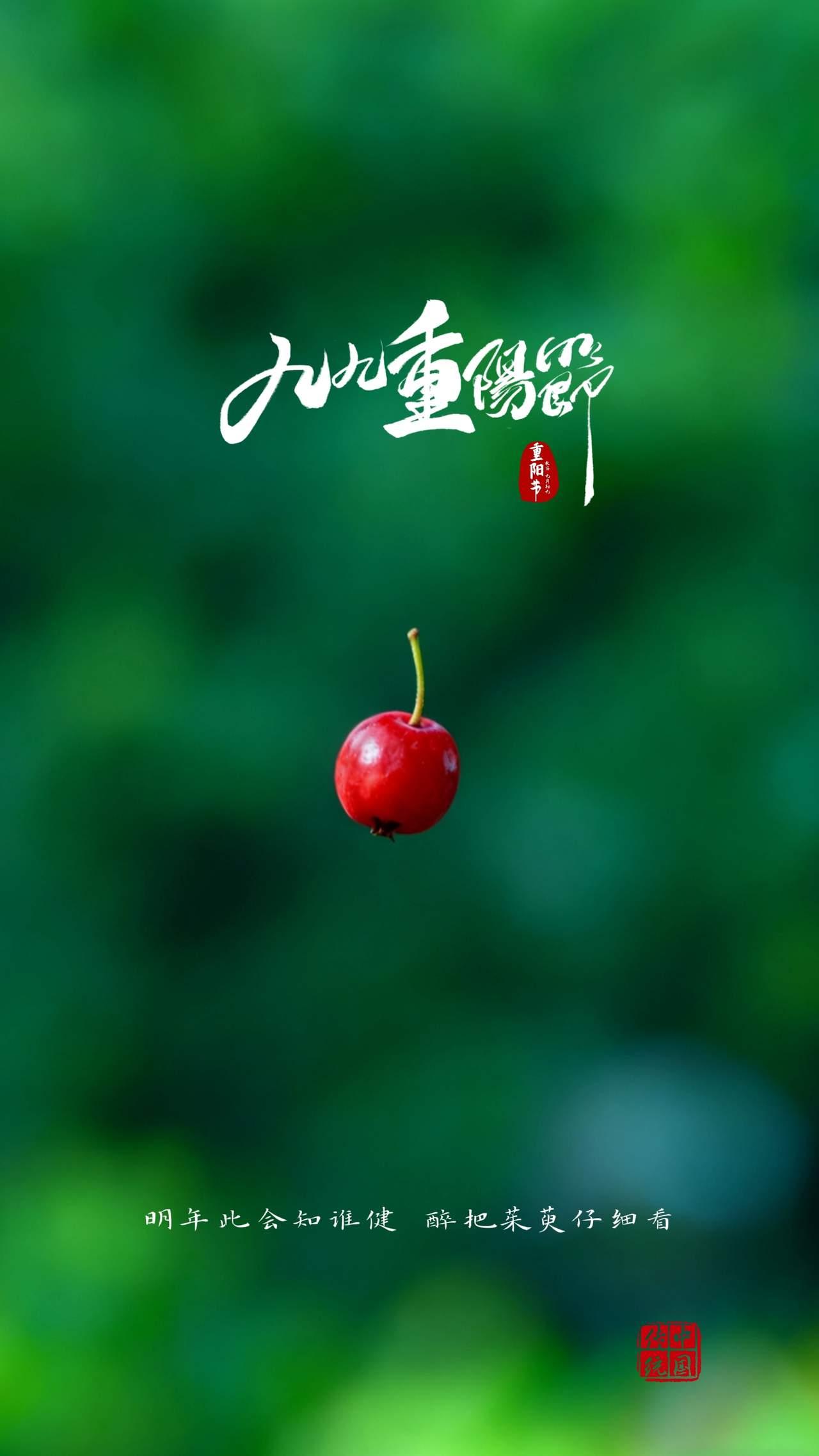 手机壁纸～重阳节至，菊满园香，传统佳节，共赏金黄花似霜2025.10.29