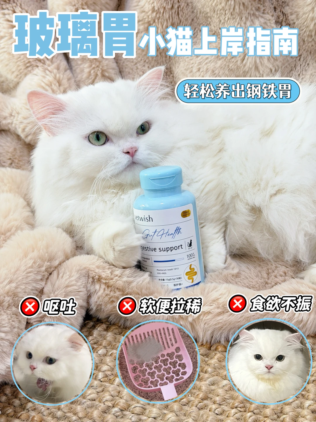 听劝！玻璃胃小猫直接抄作业