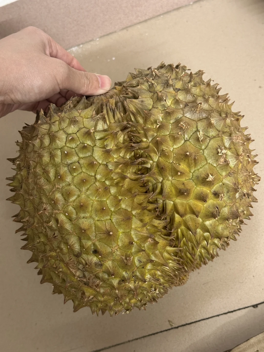 纸皮 or 厚皮