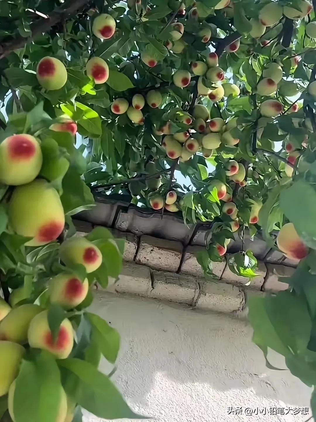 现在这种桃子已经不多见了，老品种，小时候的味道。可惜现在，真的很难买到，不知道叫