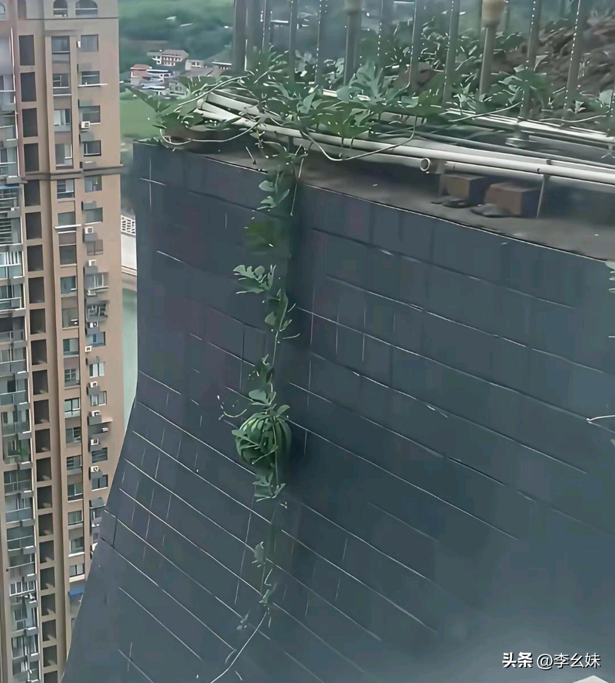 广东的一颗荔枝都卖了8万8，你们说我这一颗西瓜能卖多少？