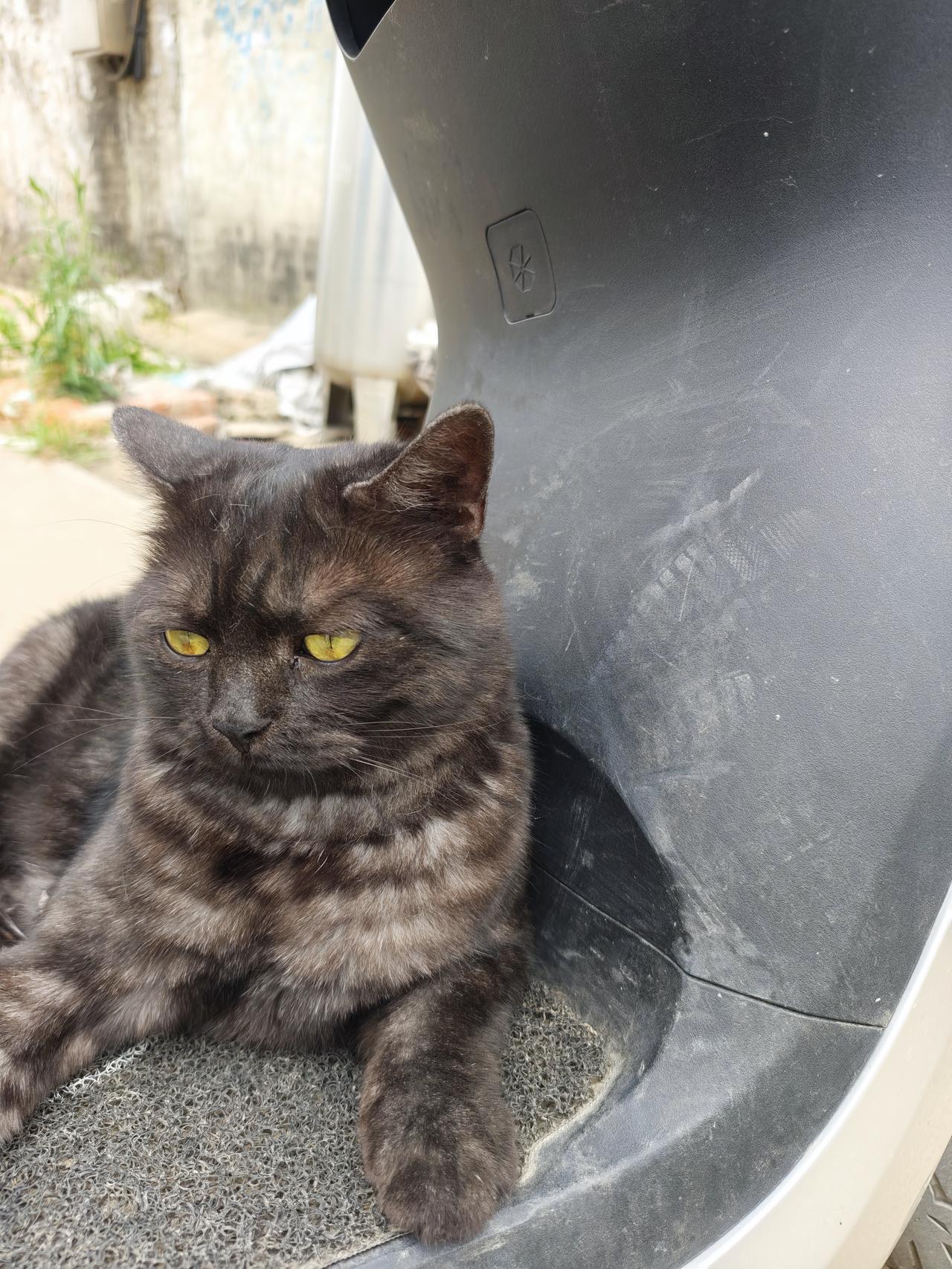 看看你家的小奶猫模样很凶，偏偏是一直温柔的猫，喜欢蹭人腿脚，喜欢被抱猫系萌照 温