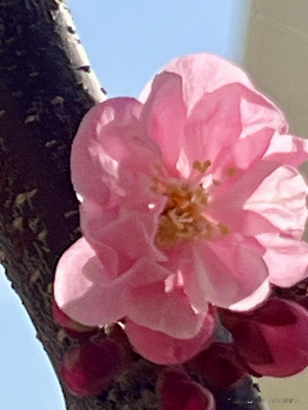 早晨，天气睛朗，空气不错，风和日丽，暖阳相伴，此时此刻，我被眼前的美景吸引：一朵