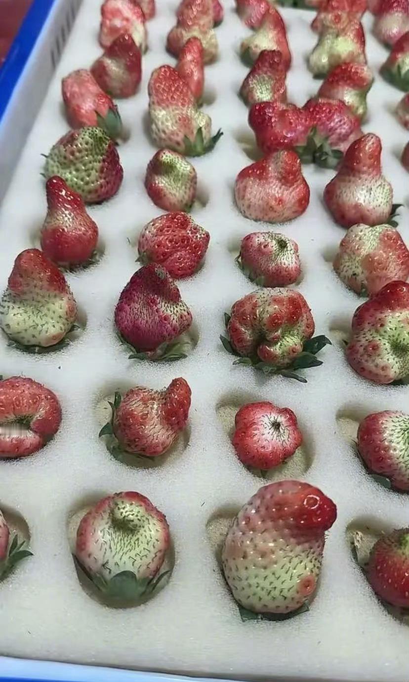 第一次看到一箱草莓毫无食欲 这草莓确实让人毫无食欲！这哪是草莓啊，叫“瘤子天团”