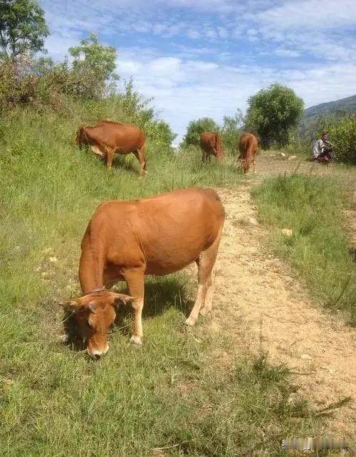 中国的乳制品行业正持续在充足的国内奶源供应下进行调整。随着加工商将奶源转向黄油和