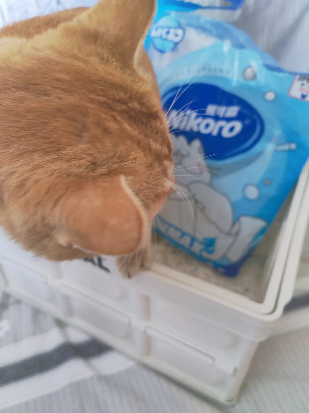 猫咪在旁全程监督🐱