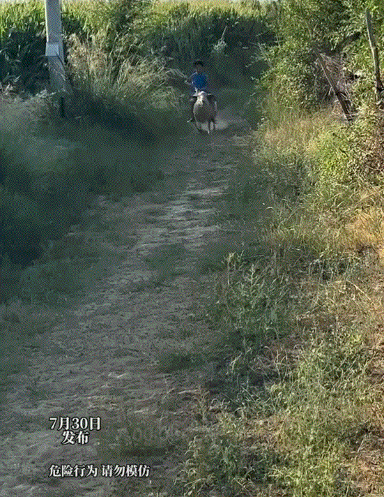 笑不活了，家长晒出，一男孩骑着自家羊奔驰回家的一幕，因不但孩子骑技了得，期间将羊
