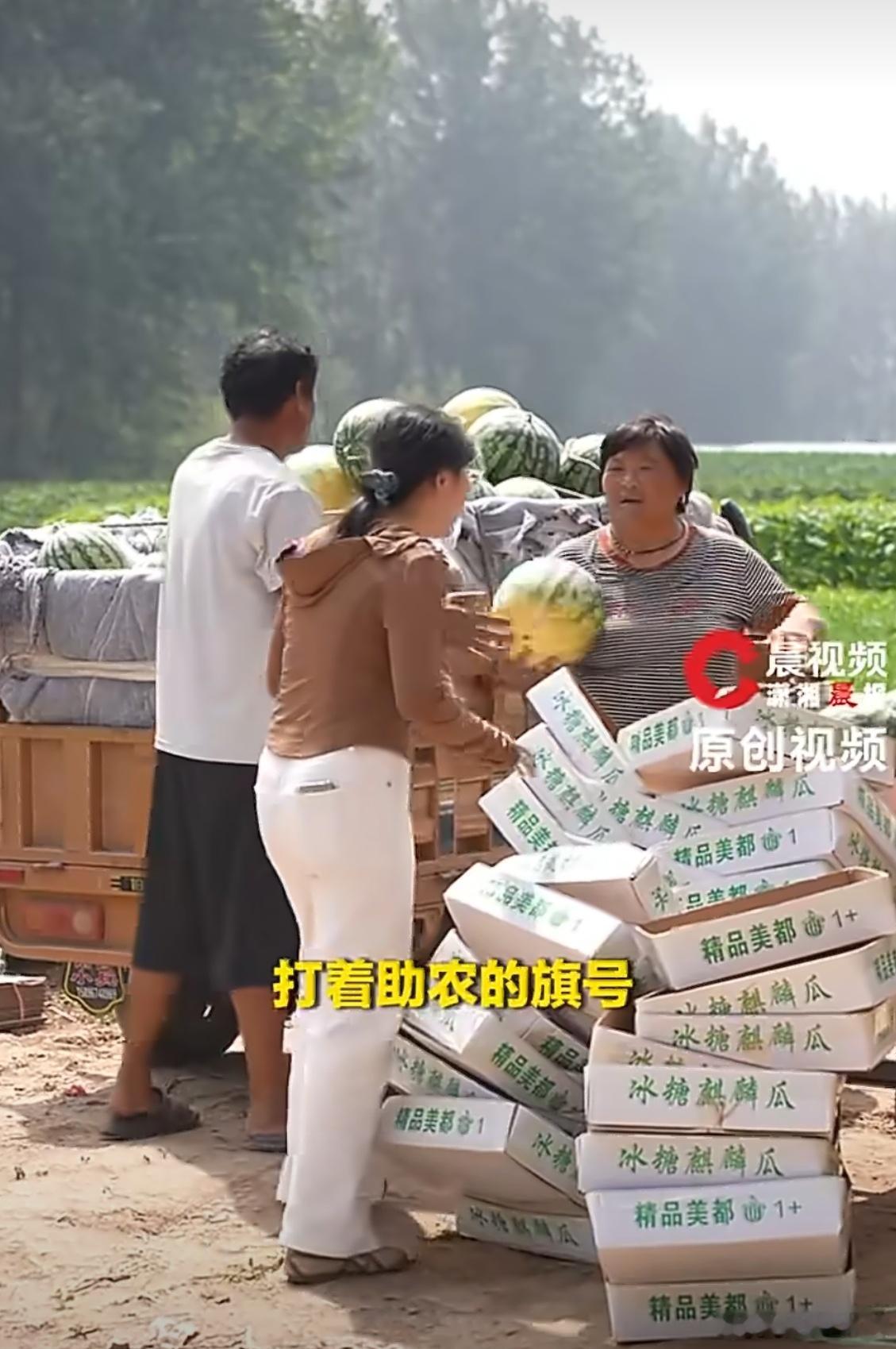 滞销西瓜被网红压价到一毛多一斤 打着助农的旗帜，争做爱心人士，结果自己腰包鼓鼓。