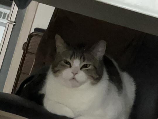 困困猫猫头(被叫的时候嘴巴还没合上)