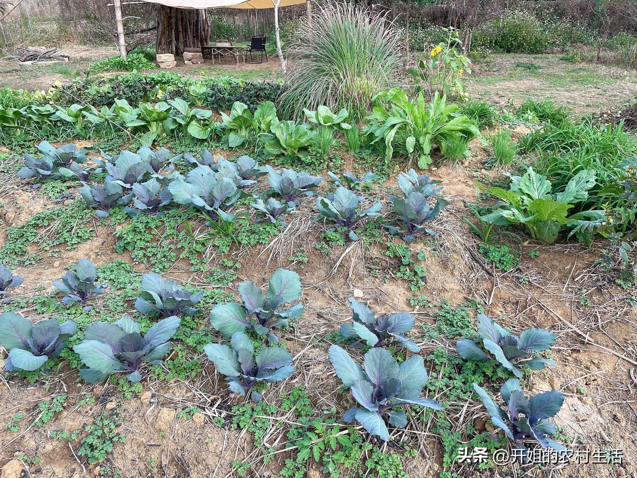 自家菜园，新鲜蔬菜，绿色健康，自然美味！🌱🥗农家无公害蔬菜 自然菜园