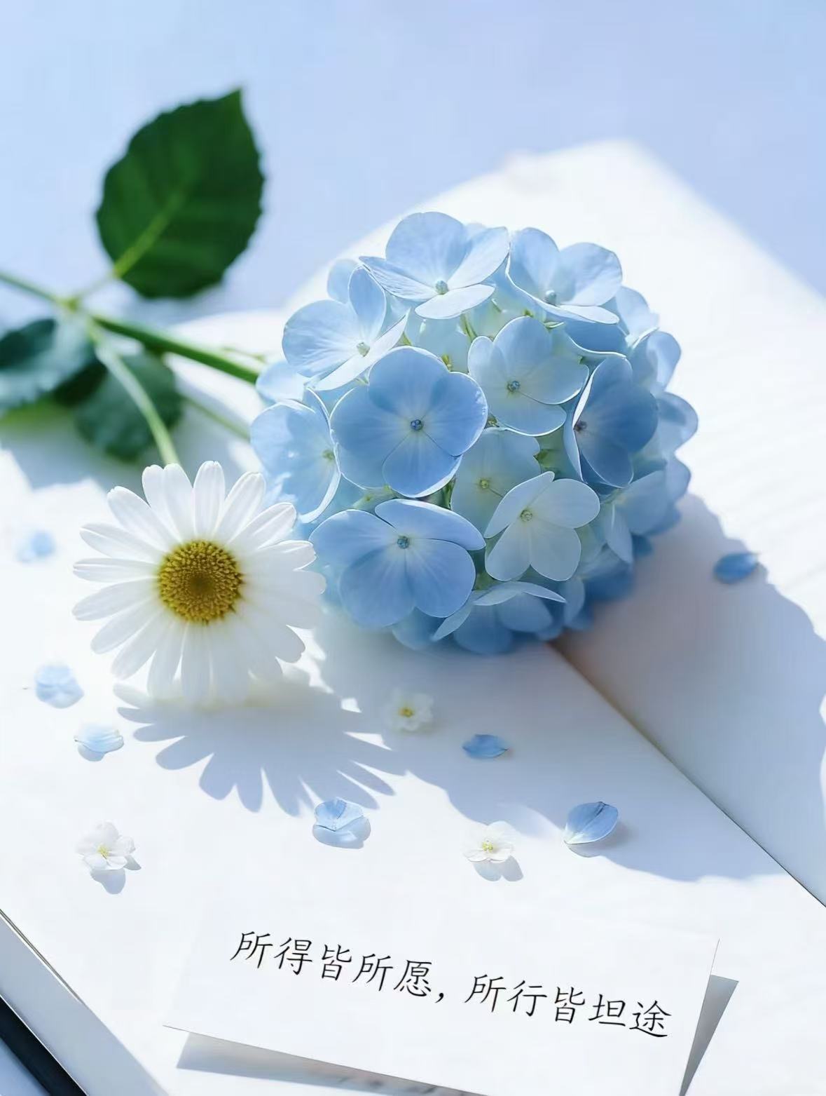 生活不会偏爱谁但会奖励认真生活的人新的一天，继续发光 