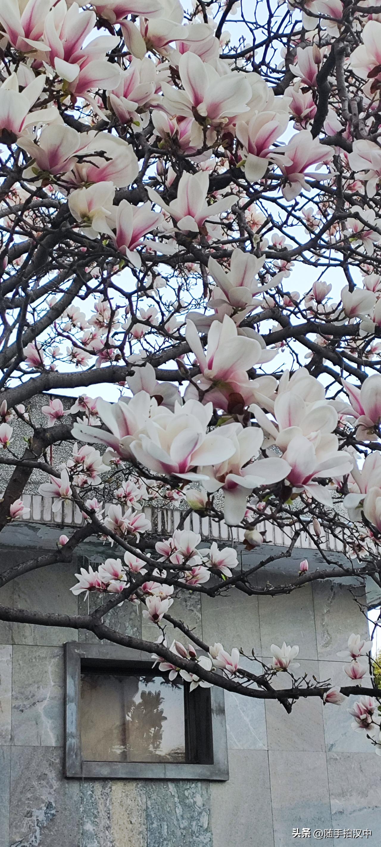 春日生活打卡季春又来，春花俏