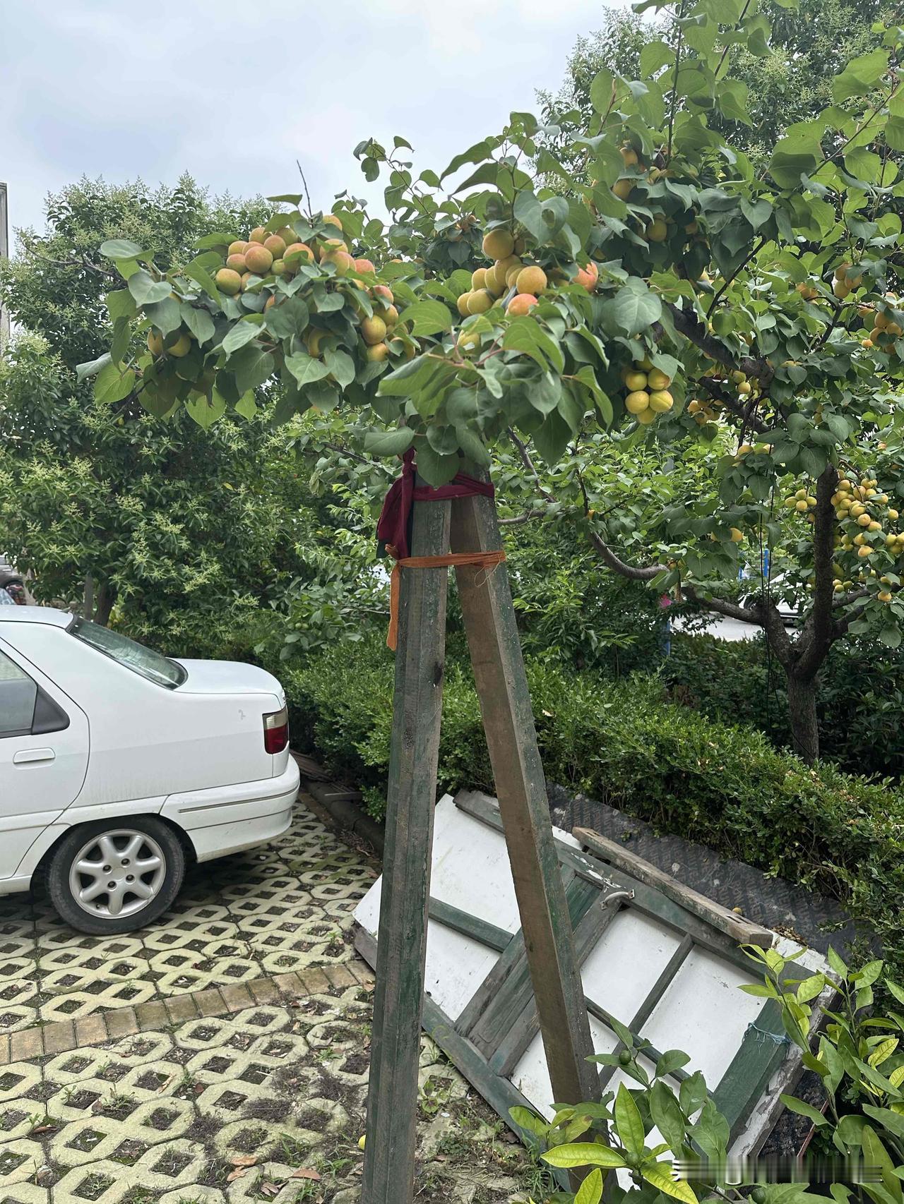 硕果累累之时，要有人扶助