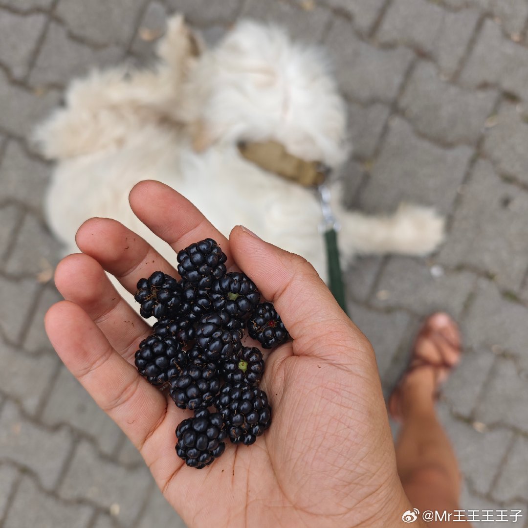 又到了黑莓自由的时候了，遛狗一趟可以吃饱，还给娃儿带过去很多。 