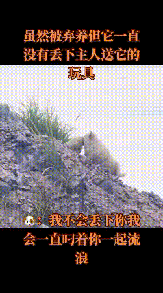 被弃狗狗守着旧玩具等主人，看哭无数人：它的世界里，你给的永远是最好的
 
刷到一