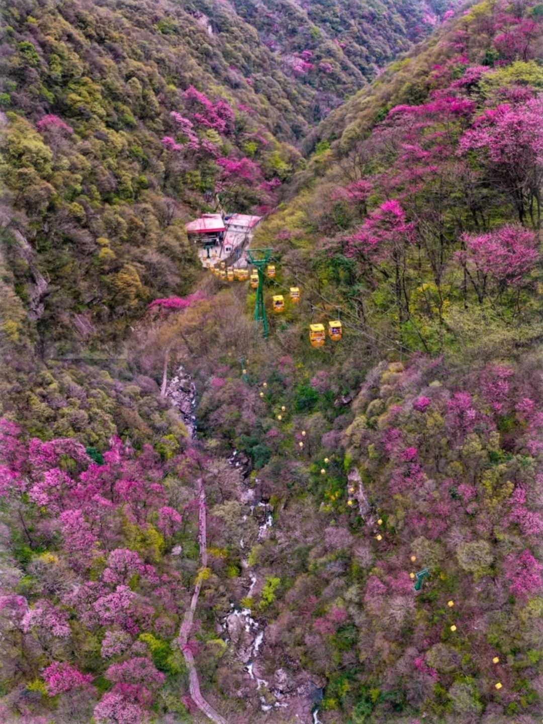 西安出发1.5h🚗直达这片🌸粉紫色的春天