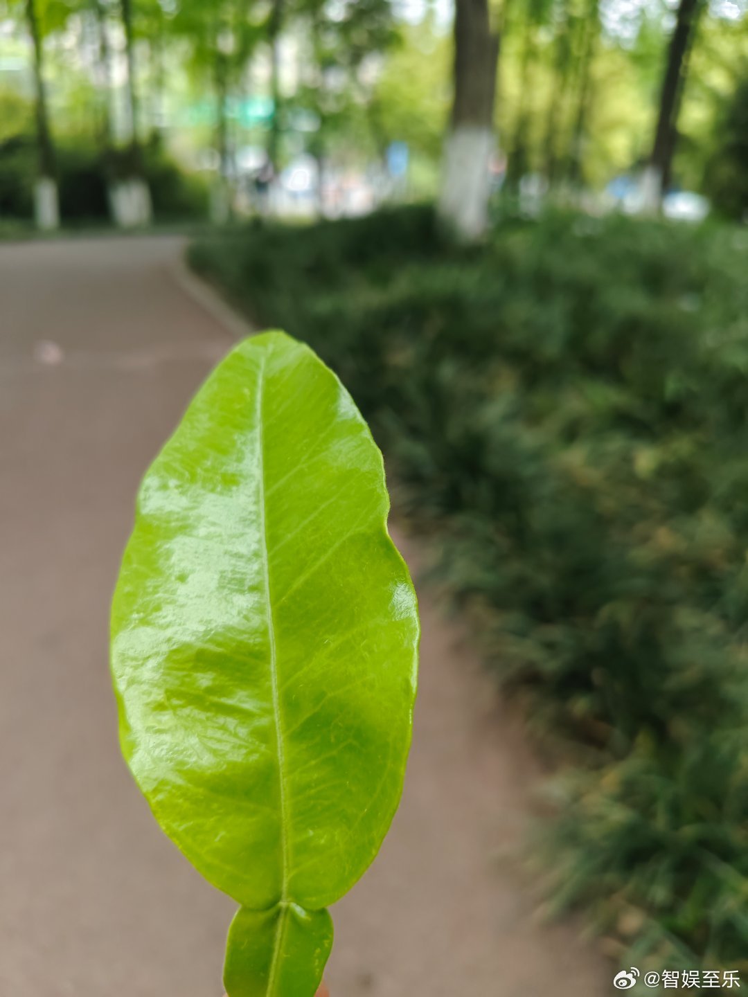 落叶🍂，不总在秋季春末夏初，裸树添新衣也有常绿要更替降落无需悲情哭泣不被热情炙