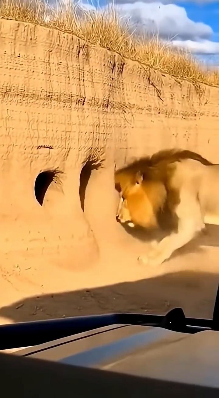 oh my gosh she can't find it，that's why 